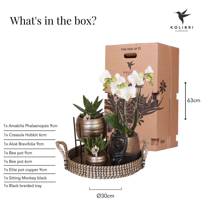 Gift set Home Hub | Plantenset met Phalaenopsis Orchidee en Succulenten incl. keramieken sierpotten