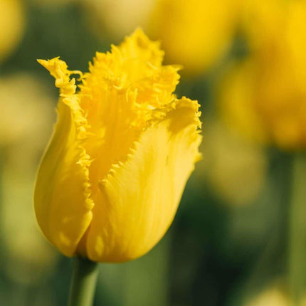 Bulbes de fleurs Amsterdam - Mélange de tulipes hollandaises - Boîte moyenne de luxe, 40 bulbes pour 1 m² de splendeur florale - Taille 12+