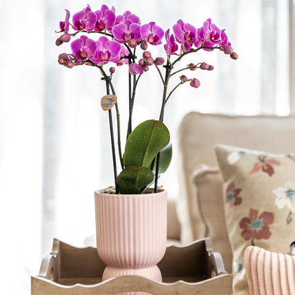 Hummingbird Home | Kombi-Angebot – Diabolo-Topf rosa