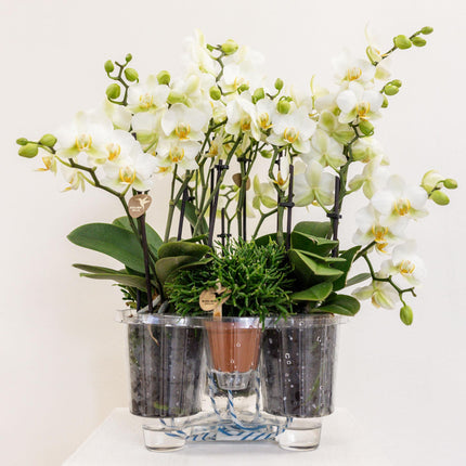 Composizione di piante bianche in cesto di canne con serbatoio d'acqua incluso | tre orchidee di Losanna bianche da 9 cm e tre piante di Rhipsalis verdi | Bouquet Jungle bianco con serbatoio d'acqua integrato