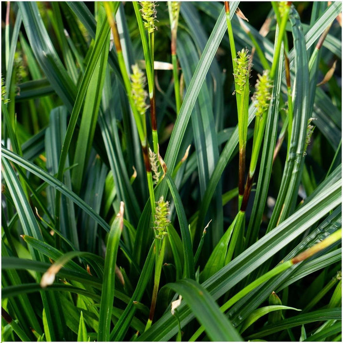Carex morrowi 'Irish Green' - Zegge - ↕25cm - Ø14cm - 6x