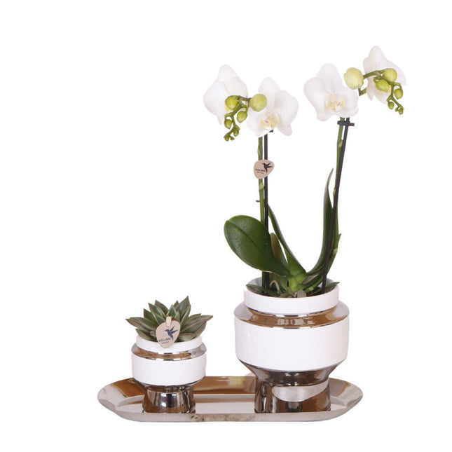 Orchidea bianca e pianta grassa disposte su un vassoio d'argento.