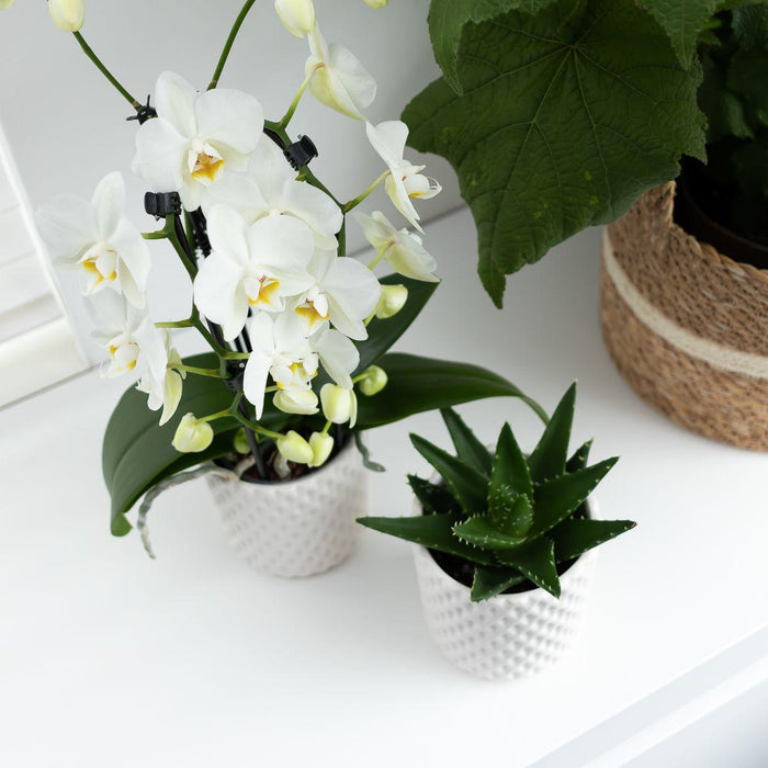 Witte Phalaenopsis orchidee - Niagara Fall - Ø12cm - Bloeiende kamerplant