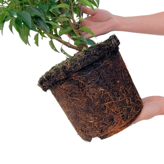Portugese Laurierkers planten voor 10 strekkende meter haag - ↕80-100 cm in 12 liter pot - 25x