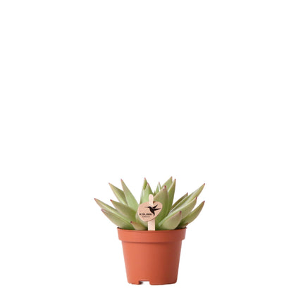 Echeveria Miranda - Succulent plant - Ø6cm - Kolibri Greens