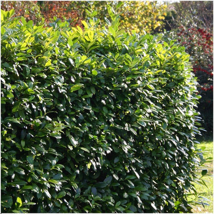 Kirschlorbeerhecke (Prunus laurocerasus 'Rotundifolia') – 1 Meter – Set mit 6 winterharten Heckenpflanzen – Immergrüne Hecke
