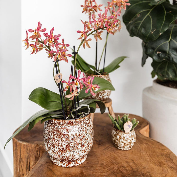 Kolibri Home | Safari pot - Ø12cm