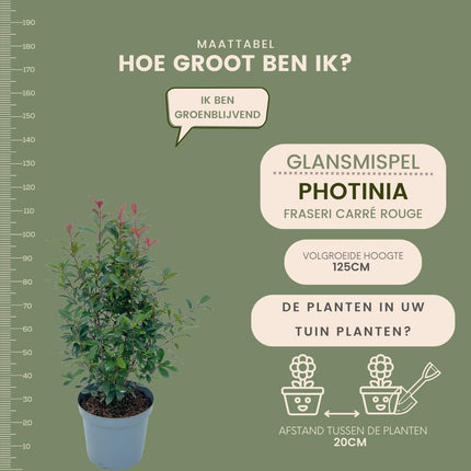 Grands plants de Photinia pour une haie de 10 mètres - 12L - 20x - ↕125-150 cm - Carré Rouge