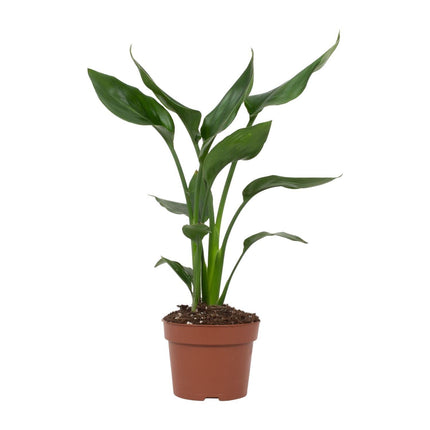 Strelitzia Reginae - ↕35cm - Ø12cm