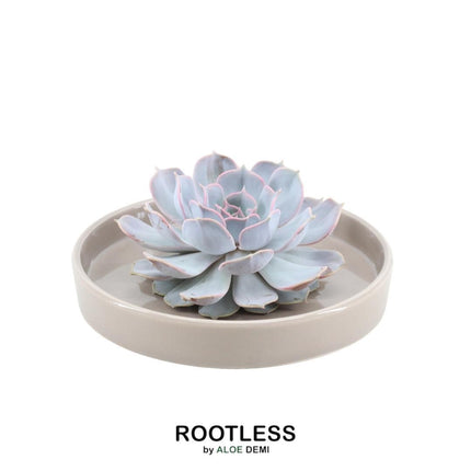 ROOTLESS Succulent Echeveria Lilacina in 'taupe' bowl - ↕5cm - Ø20cm