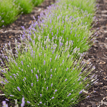 Lavandula Angustifolia Felice® - Ø12cm - Lavendelplanter - 6x