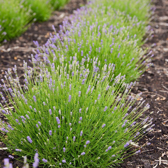Lavandula Angustifolia Felice® - Ø12cm - Lavendel planten - 6x