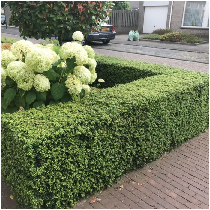 1 meter Hulst haag - Ilex crenata 'Jenny' - Winterharde haagplanten - 6x