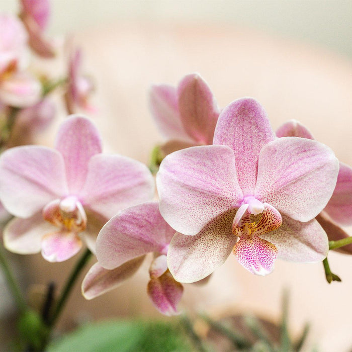 Oud roze Phalaenopsis orchideeën - Treviso - 2x - Ø12cm - Bloeiende kamerplant