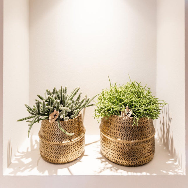 Sukkulentsæt med 2 planter i dekorative potter med guldrille - keramik - Ø9 cm - Kolibri Greens