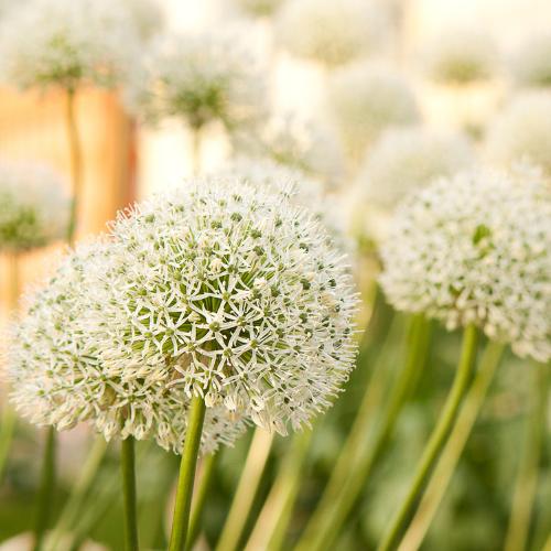 Gigante Bianco - Bulbi di Allium - 5 pezzi - Bulbi da fiore