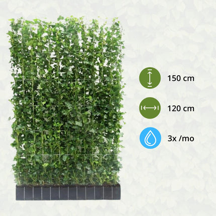 Hedera Hibernica - Ivy - Ready-made Hedge | ↔120cm - ↕150cm