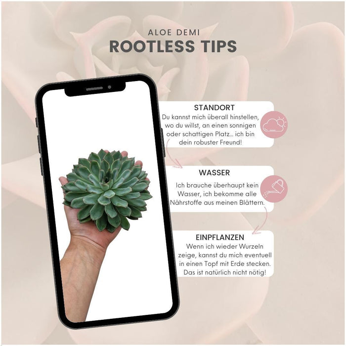 ROOTLESS Succulent Echeveria Pulidonis - ↕5cm - Ø12-14 cm