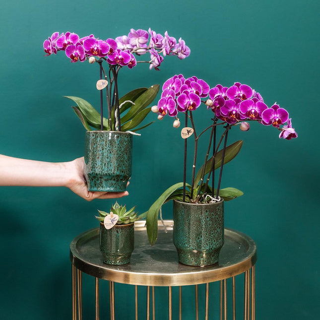 Hogar Kolibri | Verde elegante - Ø6cm