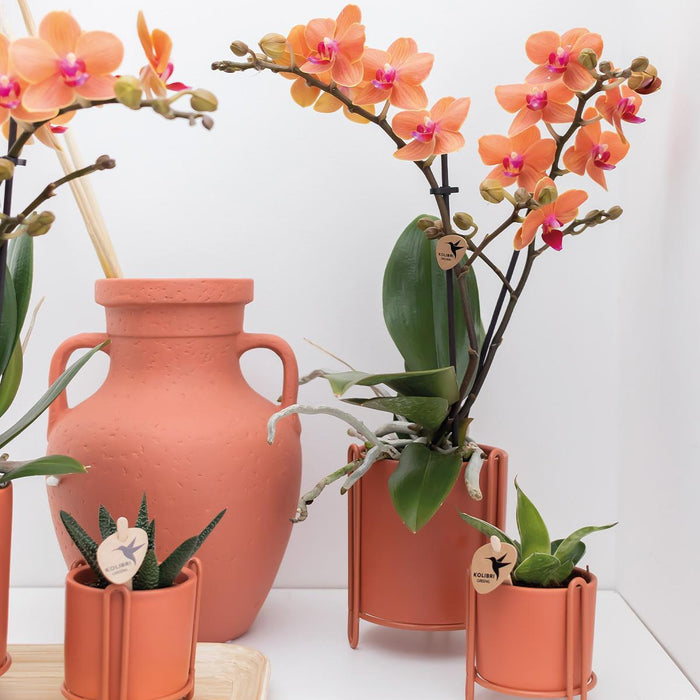 Oranje Phalaenopsis orchidee - Mineral Bolzano - Ø9cm - Bloeiende kamerplant