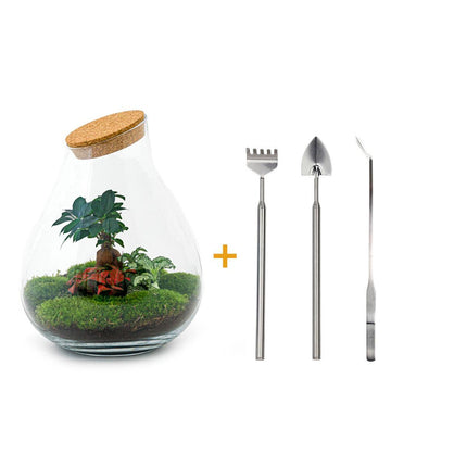 Terrario fai da te - Bonsai Drop XL - ↕37cm - Rastrello + Pala + Pinzette