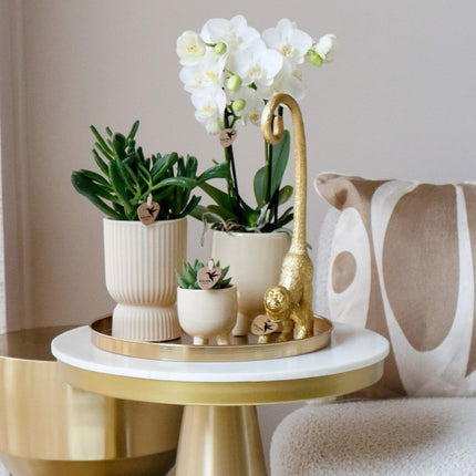 White Phalaenopsis orchids - Amabilis - 4x - Ø9cm - Flowering houseplant