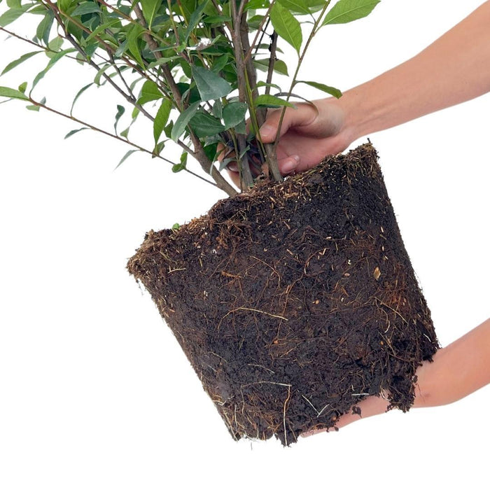 Grote Glansmispel planten voor 10 strekkende meter haag - 12L - 20x - ↕125-150 cm - Carré Rouge