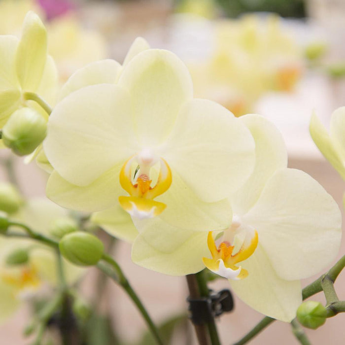 Gele Phalaenopsis orchidee - Mexico - Ø9cm - Bloeiende kamerplant