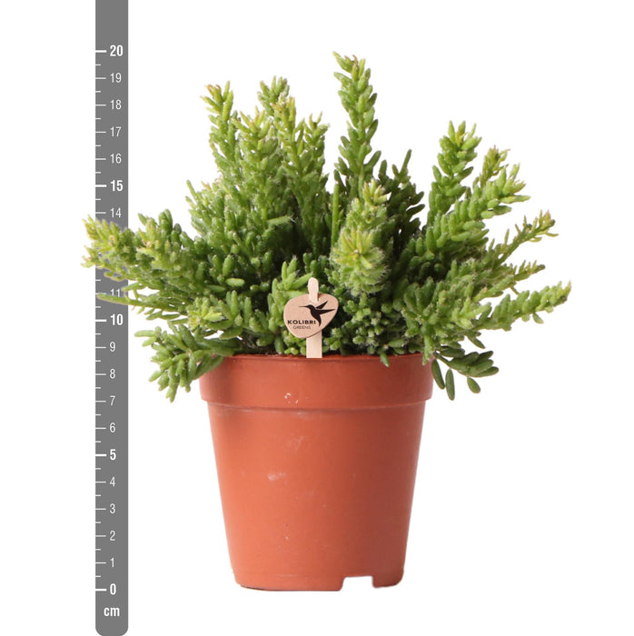 Rhipsalis Mesembryanthemoides - Vetplant - Groene kamerplant - Ø9cm - Kolibri Greens