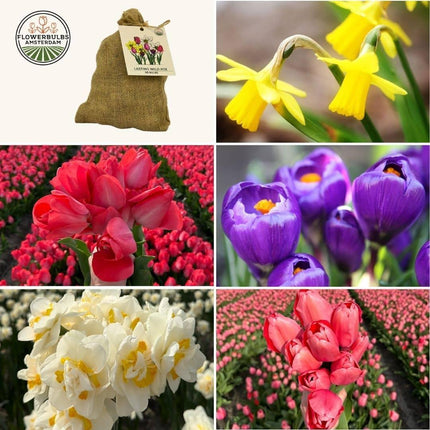 Bulbos de flores Amsterdam - Mezcla silvestre de duración media - Paquete económico sostenible, 50 bulbos de flores para 1 m² de esplendor floral -