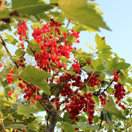 Kruisbessenplanten Biologisch - Ribes Rubrum - ↕20cm - Ø13cm - 6x