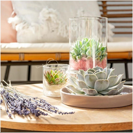 ROOTLESS Succulent Echeveria Lilacina in 'taupe' bowl - ↕5cm - Ø20cm