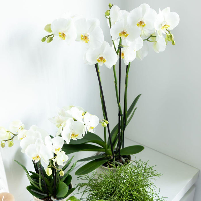 Witte Phalaenopsis orchidee - Dame Blanche - Ø12cm - Bloeiende kamerplant