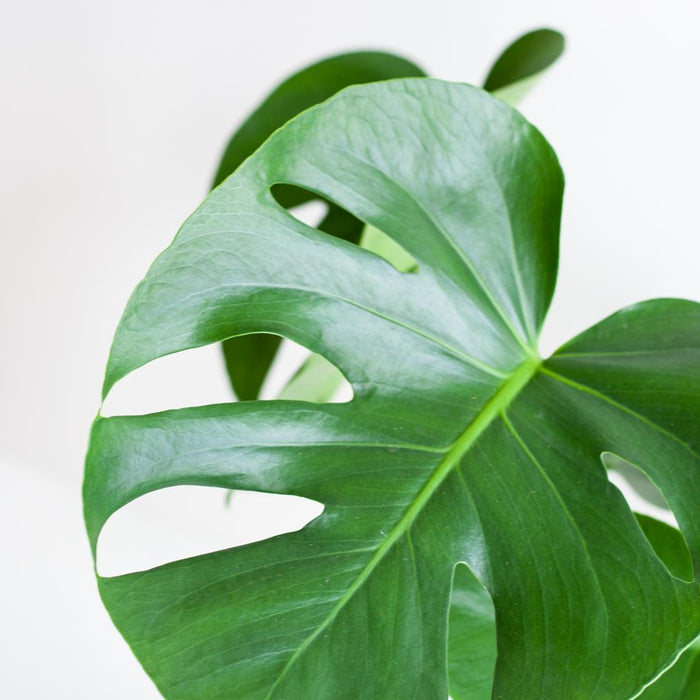 Monstera Deliciosa - Gatenplant - met Lissabon mand wit  - ↕50cm - Ø17cm