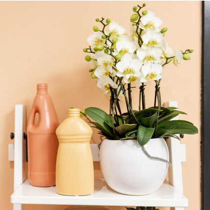 Kolibri Home | Bowl flowerpot - White ceramic decorative pot - Ø9cm