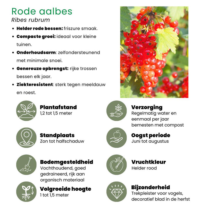Fruitplanten mix Biologisch - set van 5 verschillende soorten "Vruchten oase"