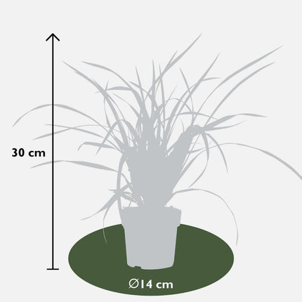 Carex morrowi 'Irish Green' - Zegge - ↕25cm - Ø14cm - 6x