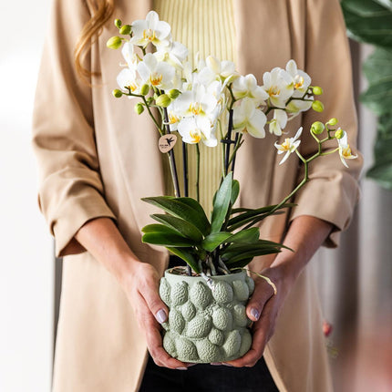 Kolibri Home | Green citrus pot - Ø9cm