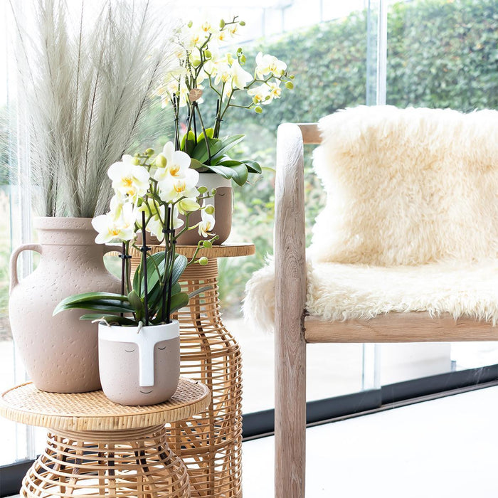 Witte phalaenopsis orchidee - Lausanne - Ø9cm - Bloeiende kamerplant