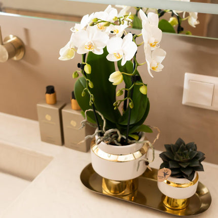 Kolibri Home | Le Chic flower pot - White ceramic decorative pot with gold details - Ø6cm