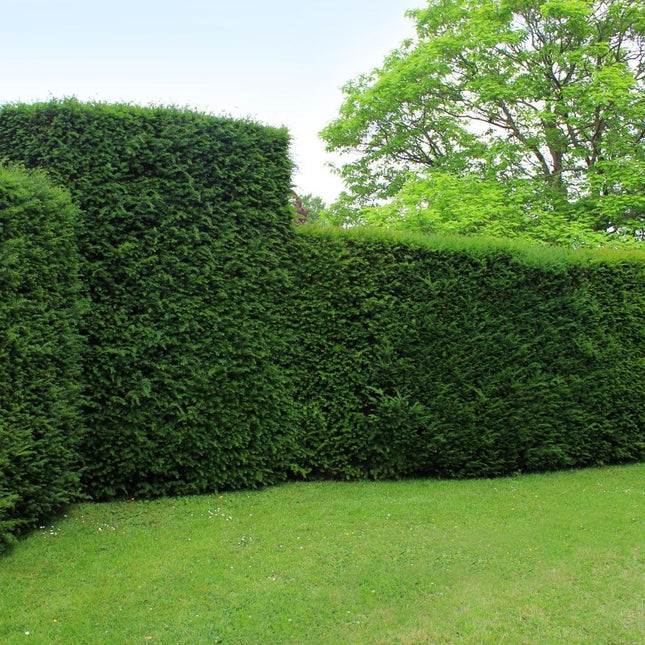 Grote taxus planten voor 10 strekkende meter haag - 12L - 25x - ↕80-100 cm
