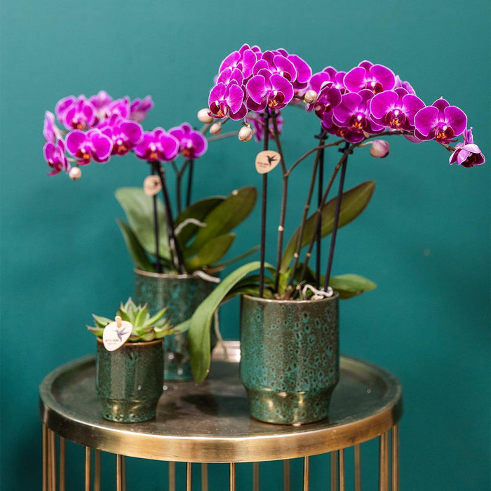 Paarse phalaenopsis orchideeën - Morelia - 4x - Ø9cm - Bloeiende kamerplant