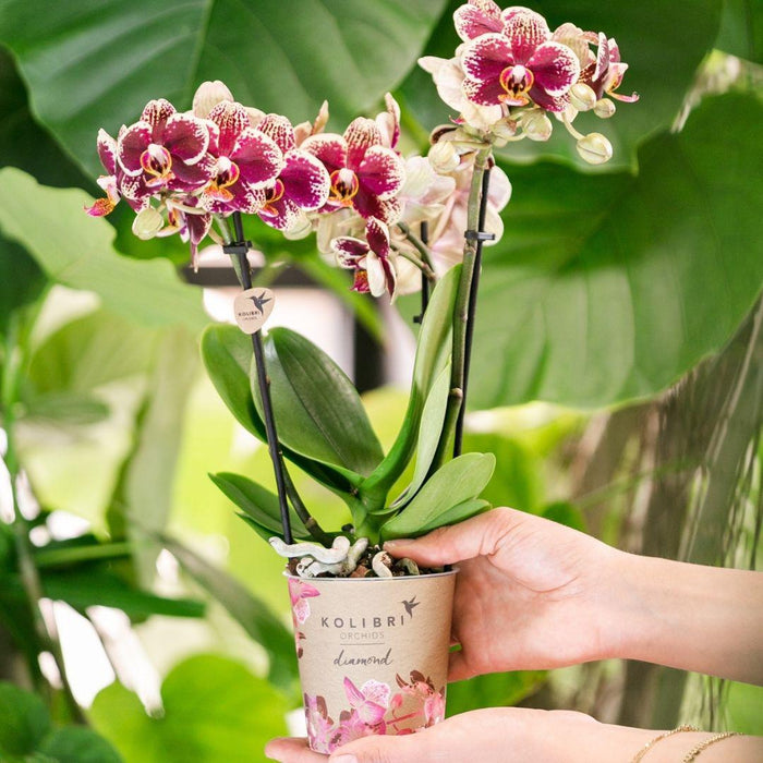 Geel rode phalaenopsis orchidee - Spain - Ø9cm - Bloeiende kamerplant