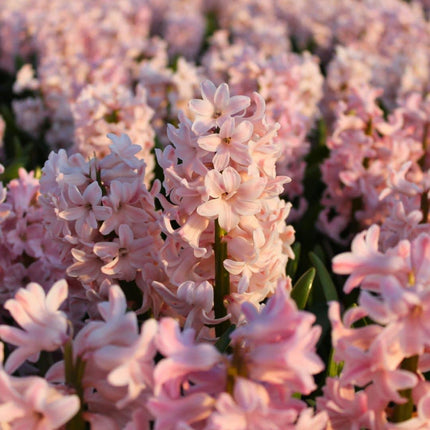 Flowerbulbs Amsterdam - China Pink - 10 bulbs - Size 14/15