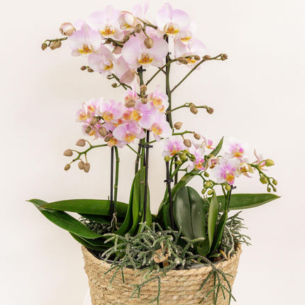 Kolibri Home – Einsatz mit Wasserreservoir und Bewässerungsdochten für Orchideenuntersetzer – Bewässerungssystem für Orchideen Ø 25 cm – 1 x 12 + 2 x 9 – Feldstrauß