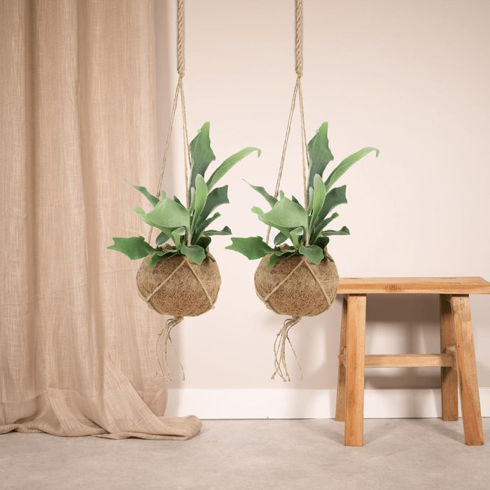 Kokodama Platycerium Hang - Hertshoornvaren - ↕35cm - Ø15cm - 2x