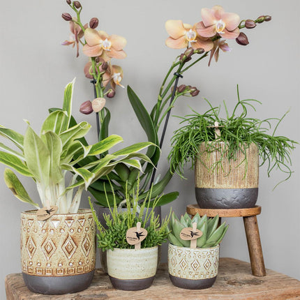 Echeveria Miranda - Succulent plant - Ø6cm - Kolibri Greens