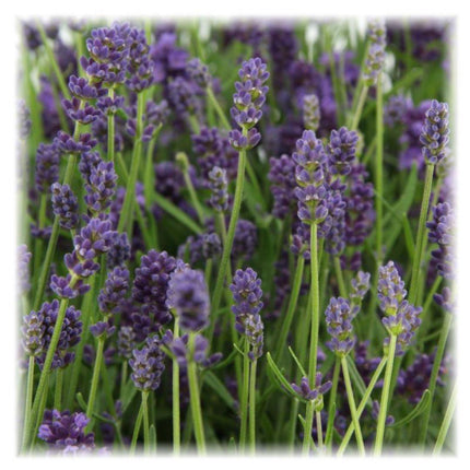 Lavandula Angustifolia Felice® - Ø12cm - Lavendelplanter - 6x