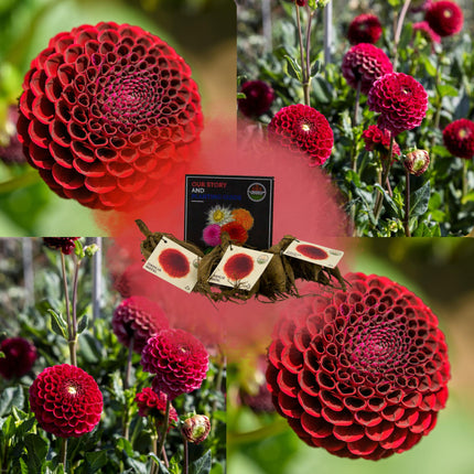 Dahlia Bollen | Dahlia Natal, Kogelronde Bloemen