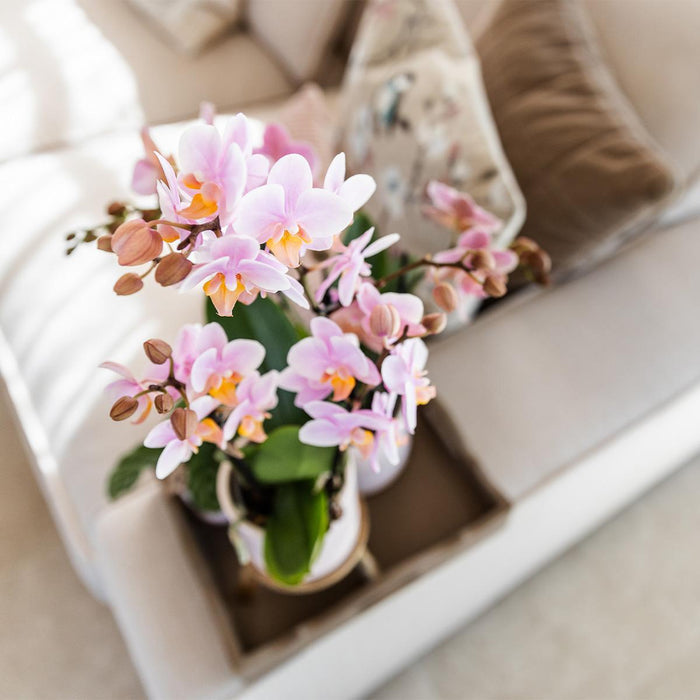 Roze phalaenopsis orchidee - Andorra + Pastel pot white - Ø9cm - Bloeiende kamerplant